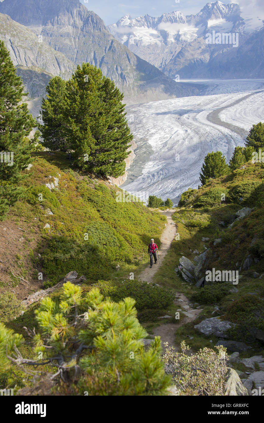 View Over Hiking Path To The Great Aletsch Glacier And Bernese Alps Stock Photo