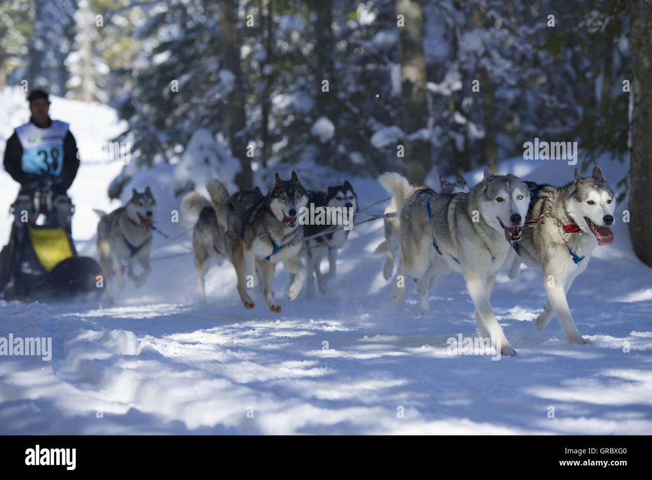 Dogsled Race In Kandersteg, Bernese Oberland Stock Photo