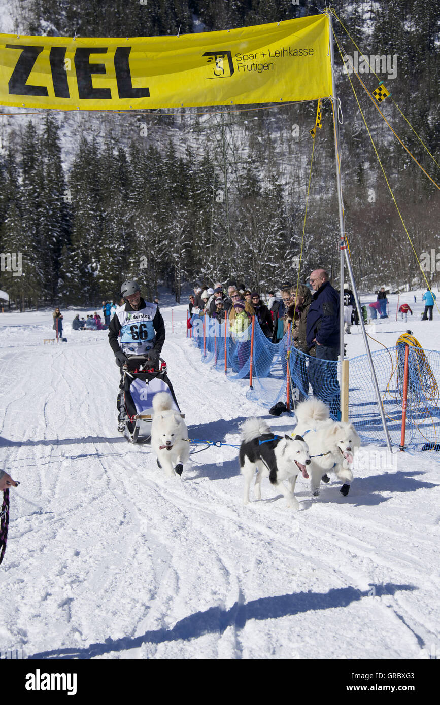 Dogsled Race In Kandersteg, Bernese Oberland Stock Photo