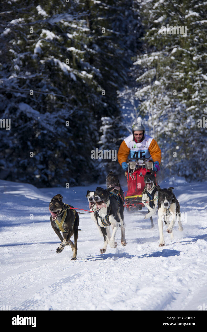 Dogsled Race In Kandersteg, Bernese Oberland Stock Photo