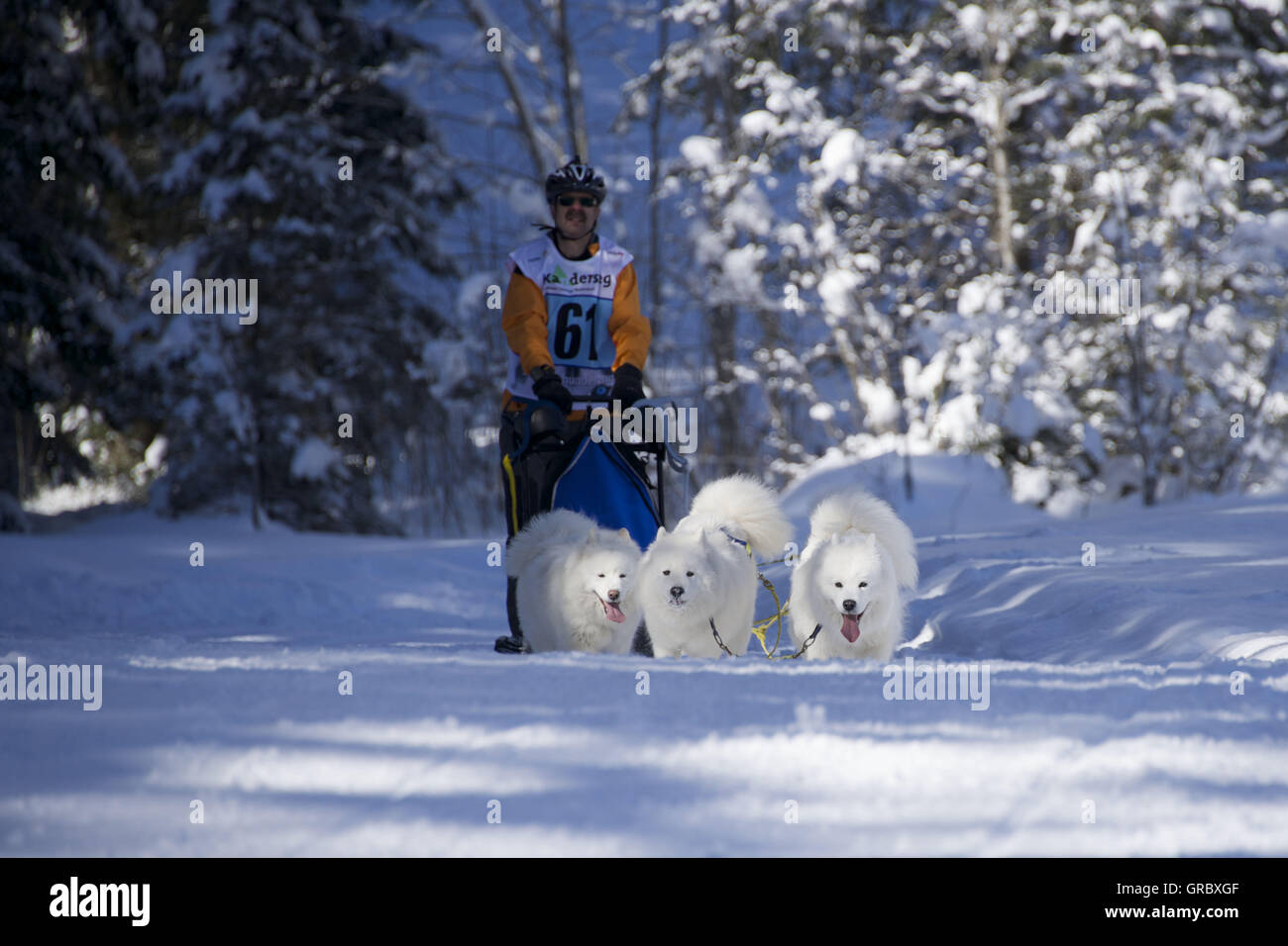 Dogsled Race In Kandersteg, Bernese Oberland Stock Photo