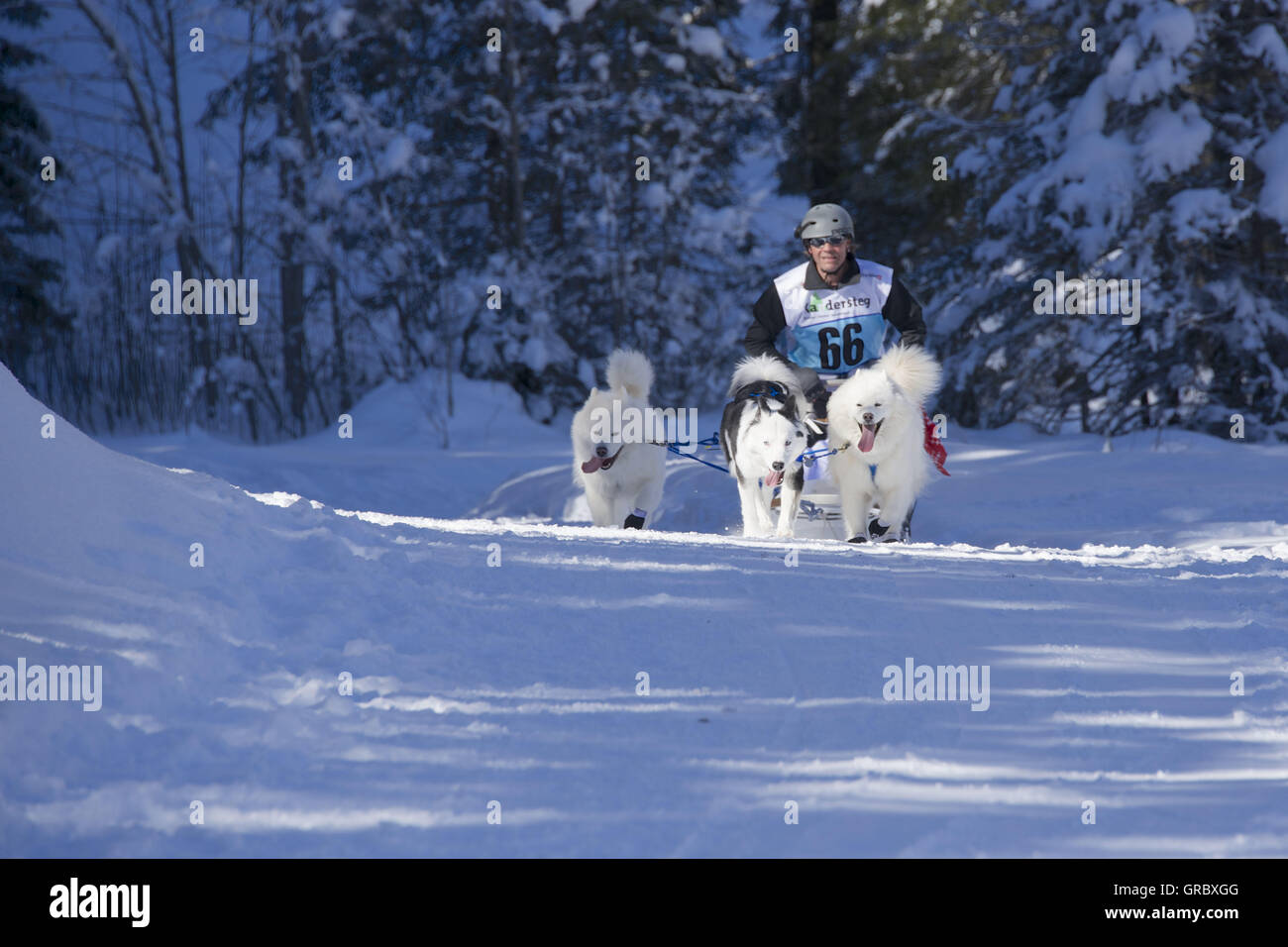 Dogsled Race In Kandersteg, Bernese Oberland Stock Photo