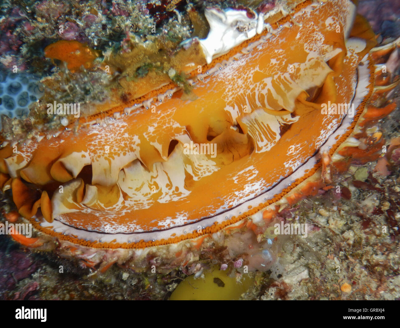 Oyster Reef Stock Photos & Oyster Reef Stock Images Alamy