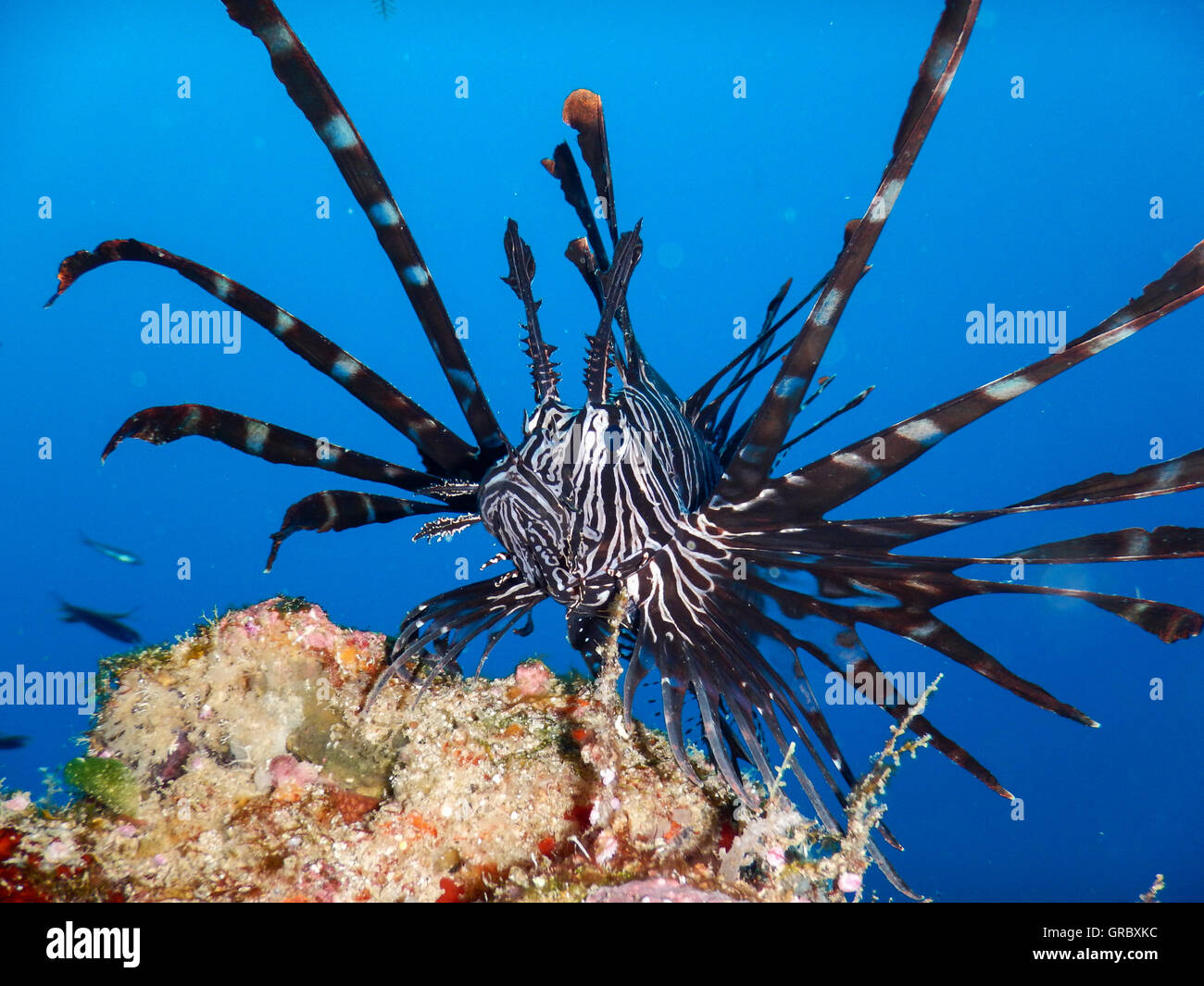 Lionfish Against Blue Water. Selayar, South Sulawesi, Indonesia Stock Photo