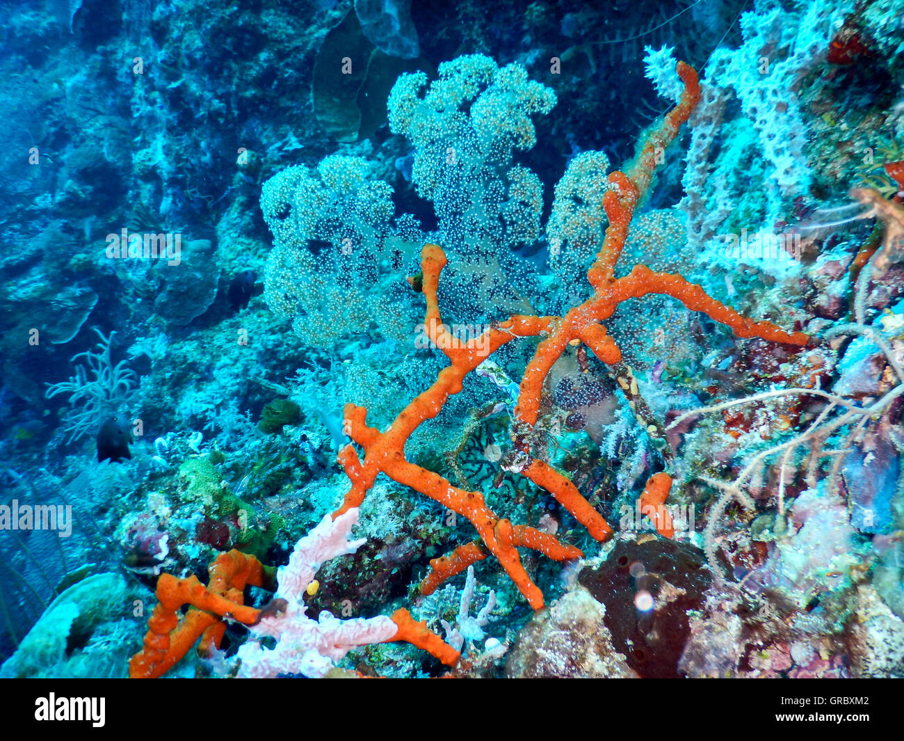 Orange Colored Sponge In Coral Reef, Soft Corals In The Back. Selayar, South Sulawesi, Indonesia Stock Photo