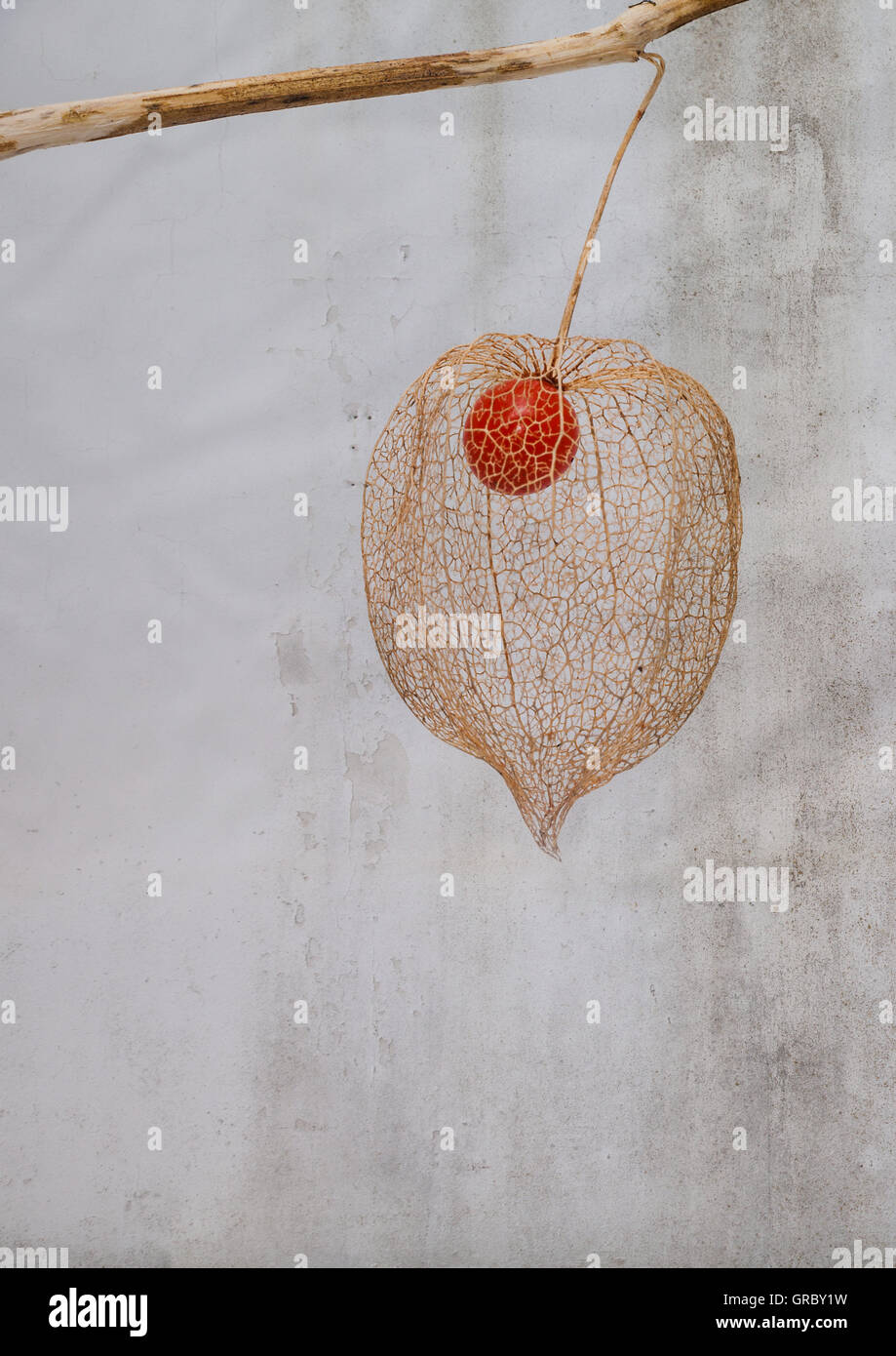 Lantern seed husk close up macro shot Stock Photo