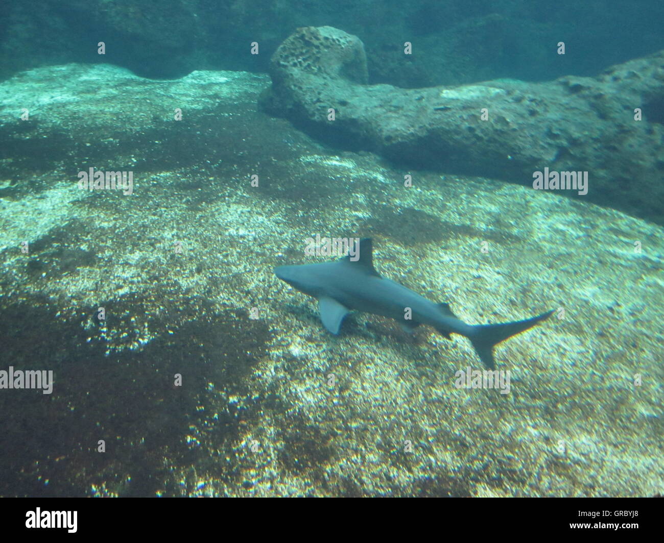 Cretaquarium, Crete, Greece Stock Photo - Alamy