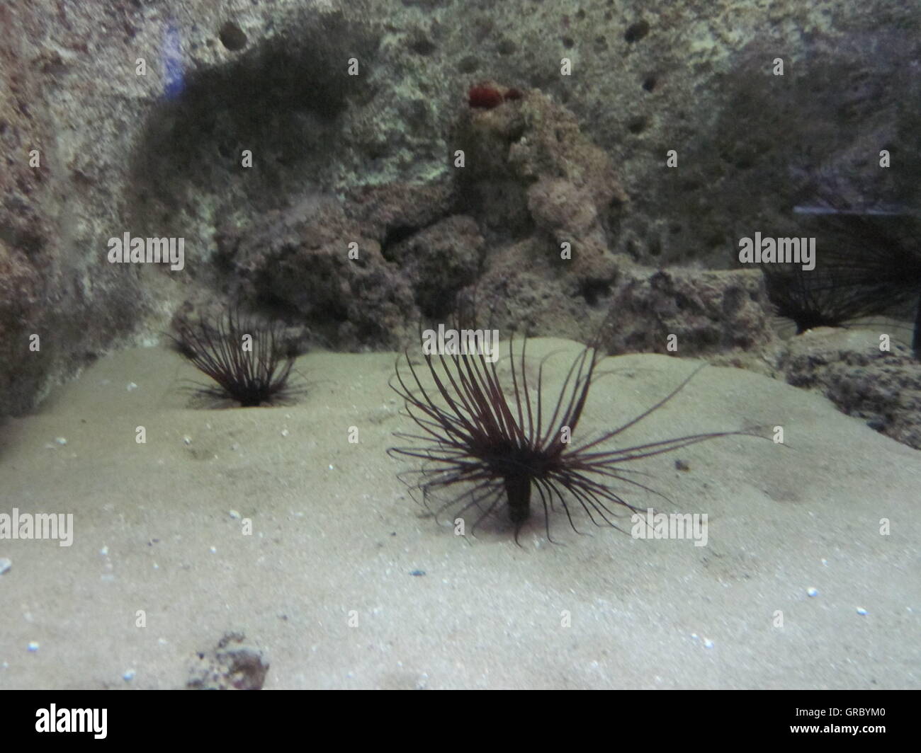 Cretaquarium, Crete, Greece Stock Photo - Alamy