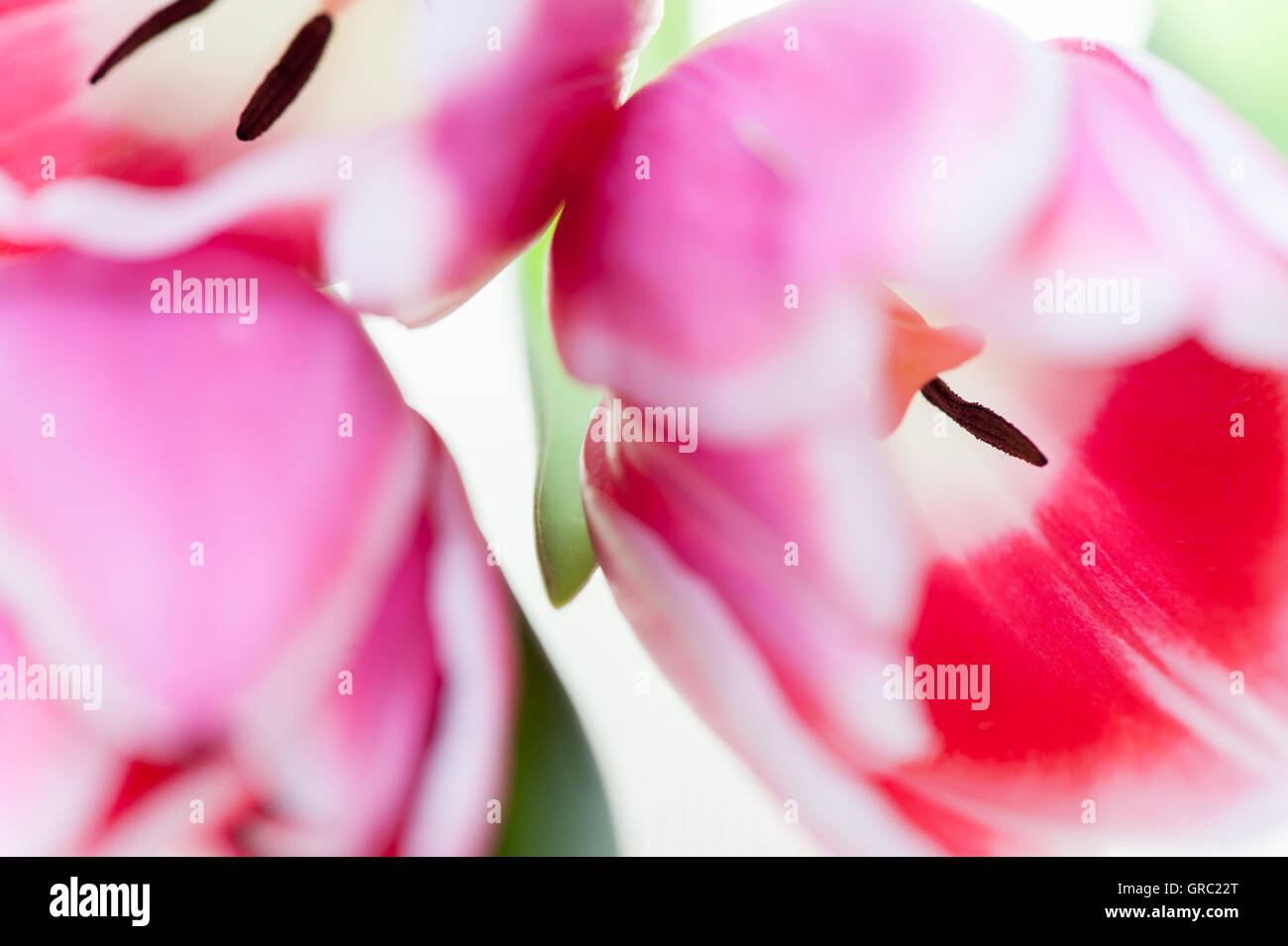 Closeup Of Pink Tulips Stock Photo