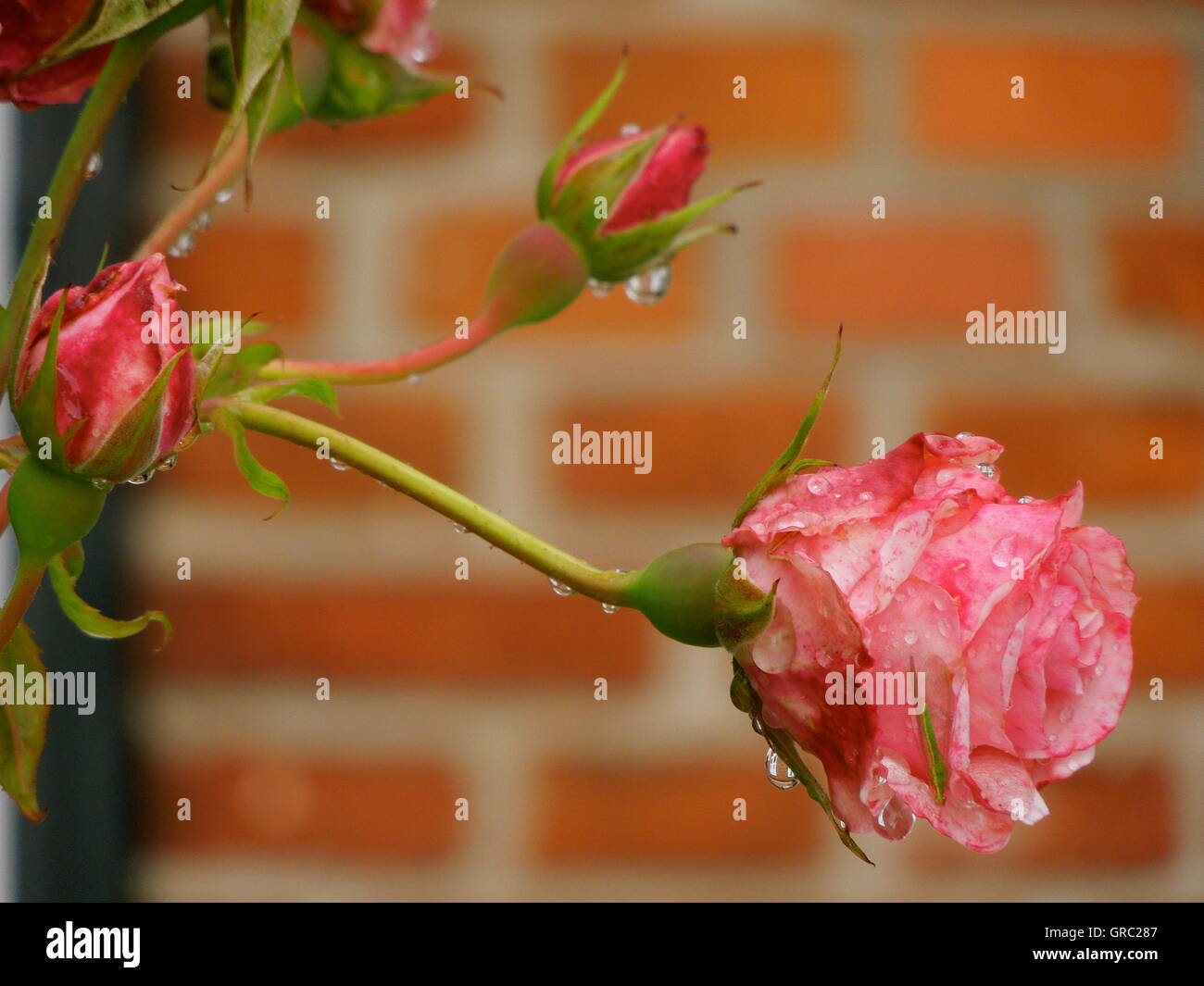 Roses After The Rain Stock Photo Alamy