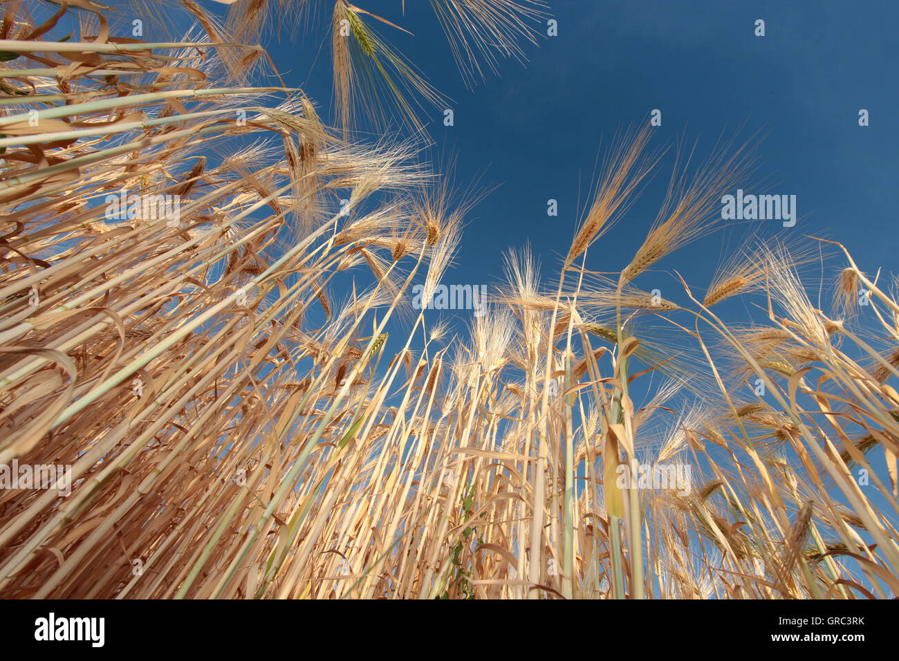 Barley Hordeum Vulgare Growing Stock Photo