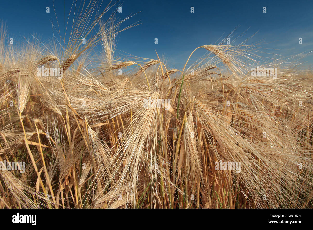 Barley Hordeum Vulgare Growing Stock Photo