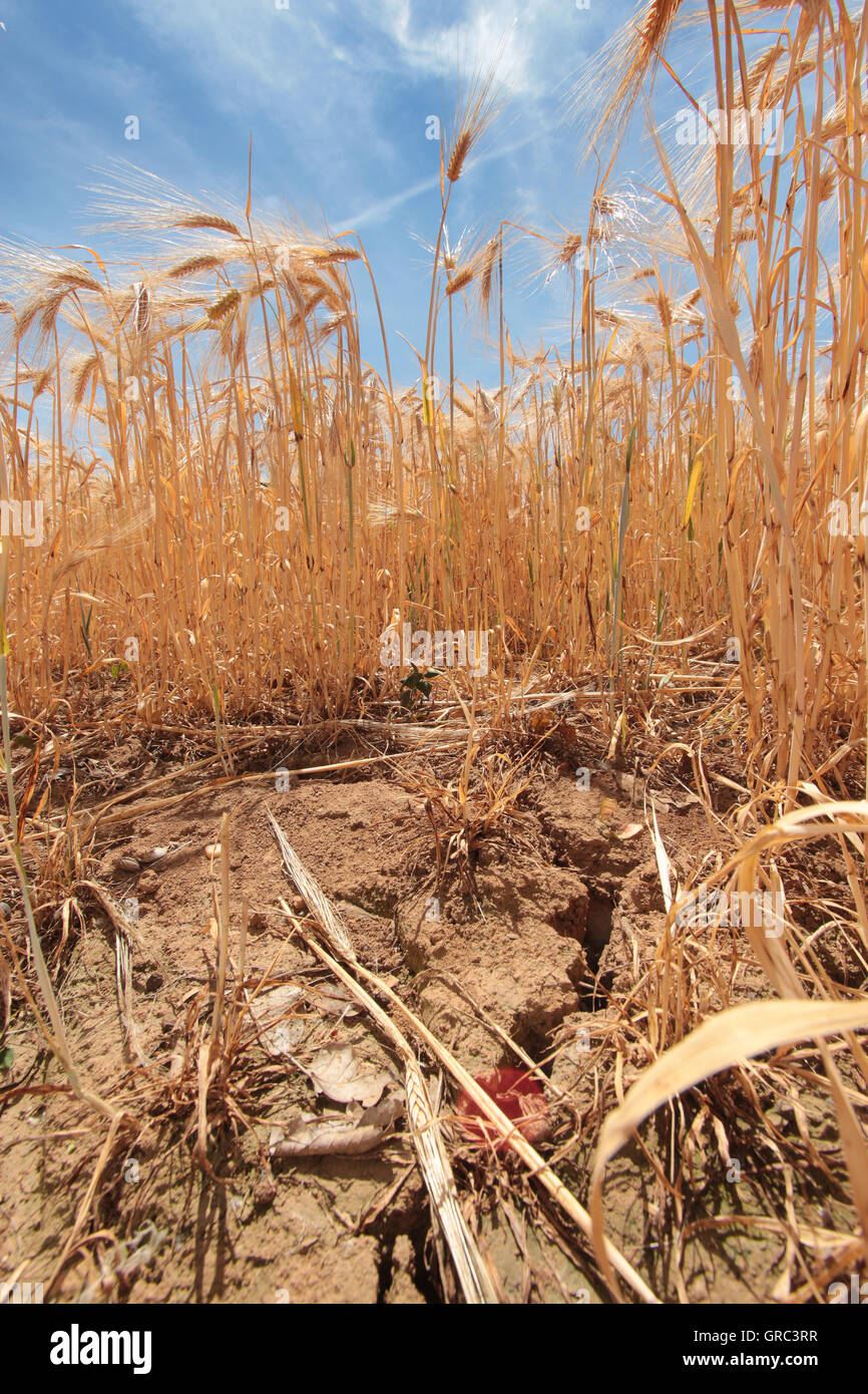 next level 6210 storm