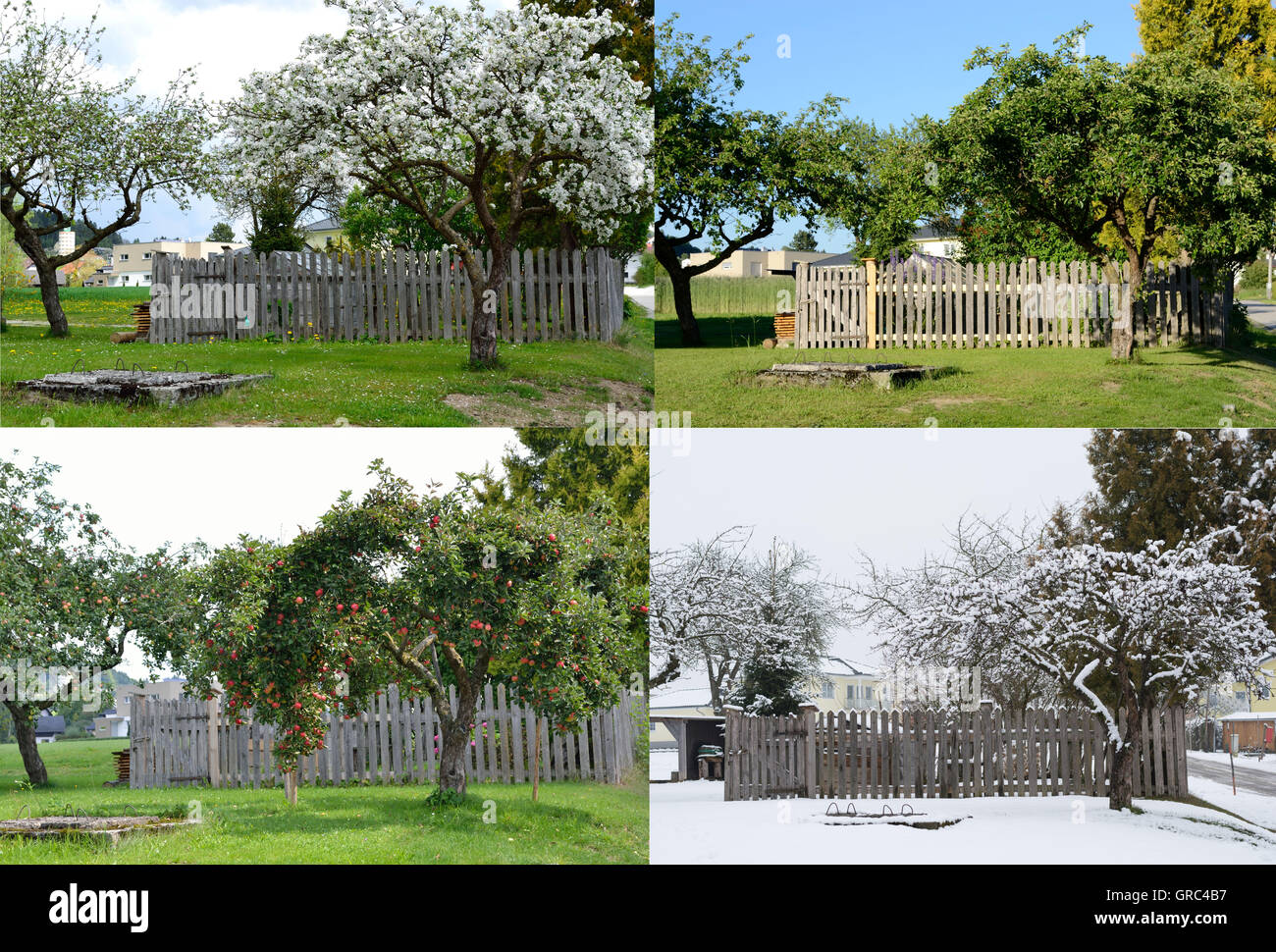 Old Apple Tree In Four Seasons From The Same Perspective Stock Photo