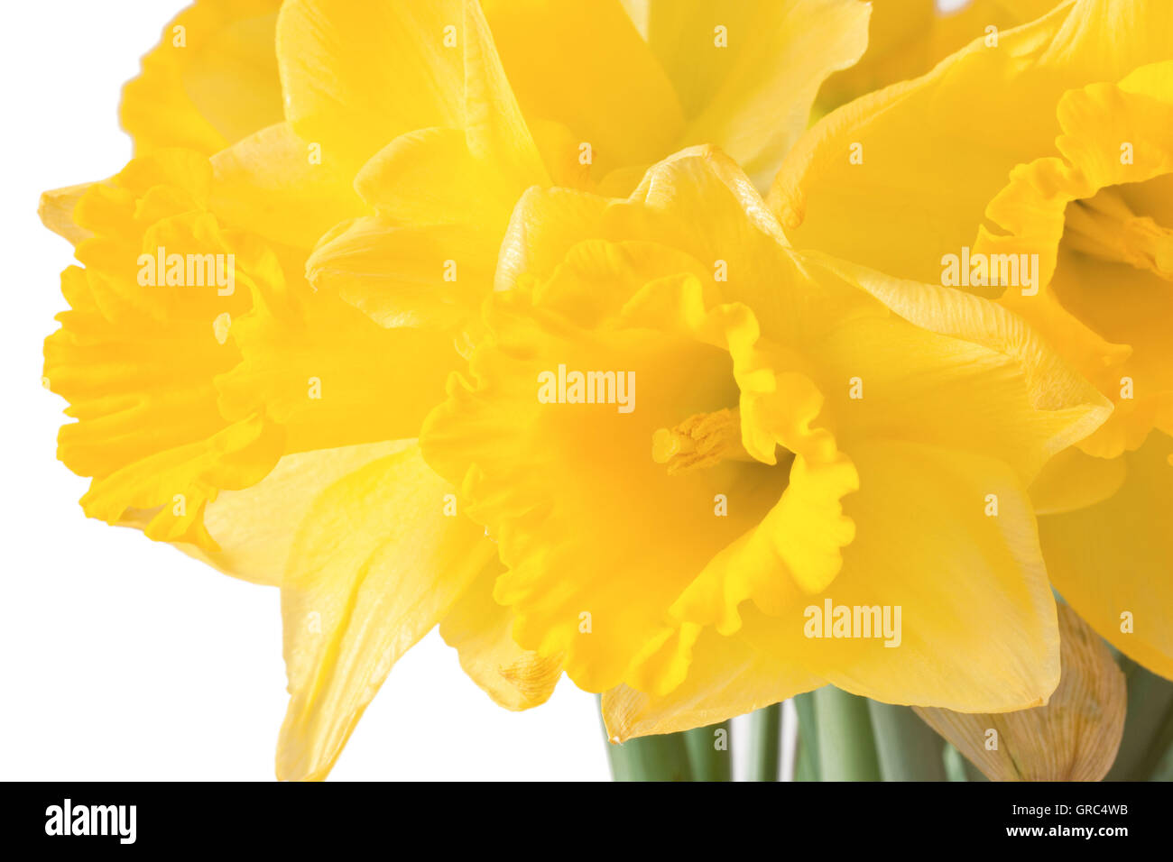 CloseUp Of Jonquils Isolated On White Background Stock Photo Alamy