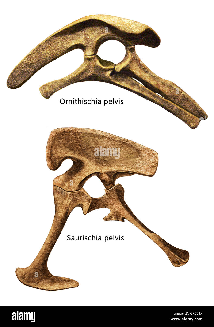 Ornithischia pelvis and Saurischia pelvis isolated white background Stock Photo