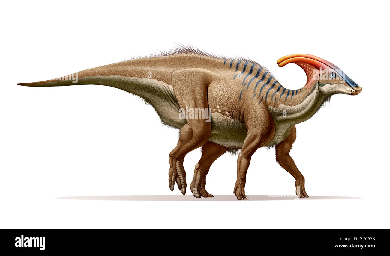 Parasaurolophus was a dinosaur that lived at the end of the Cretaceous period Stock Photo