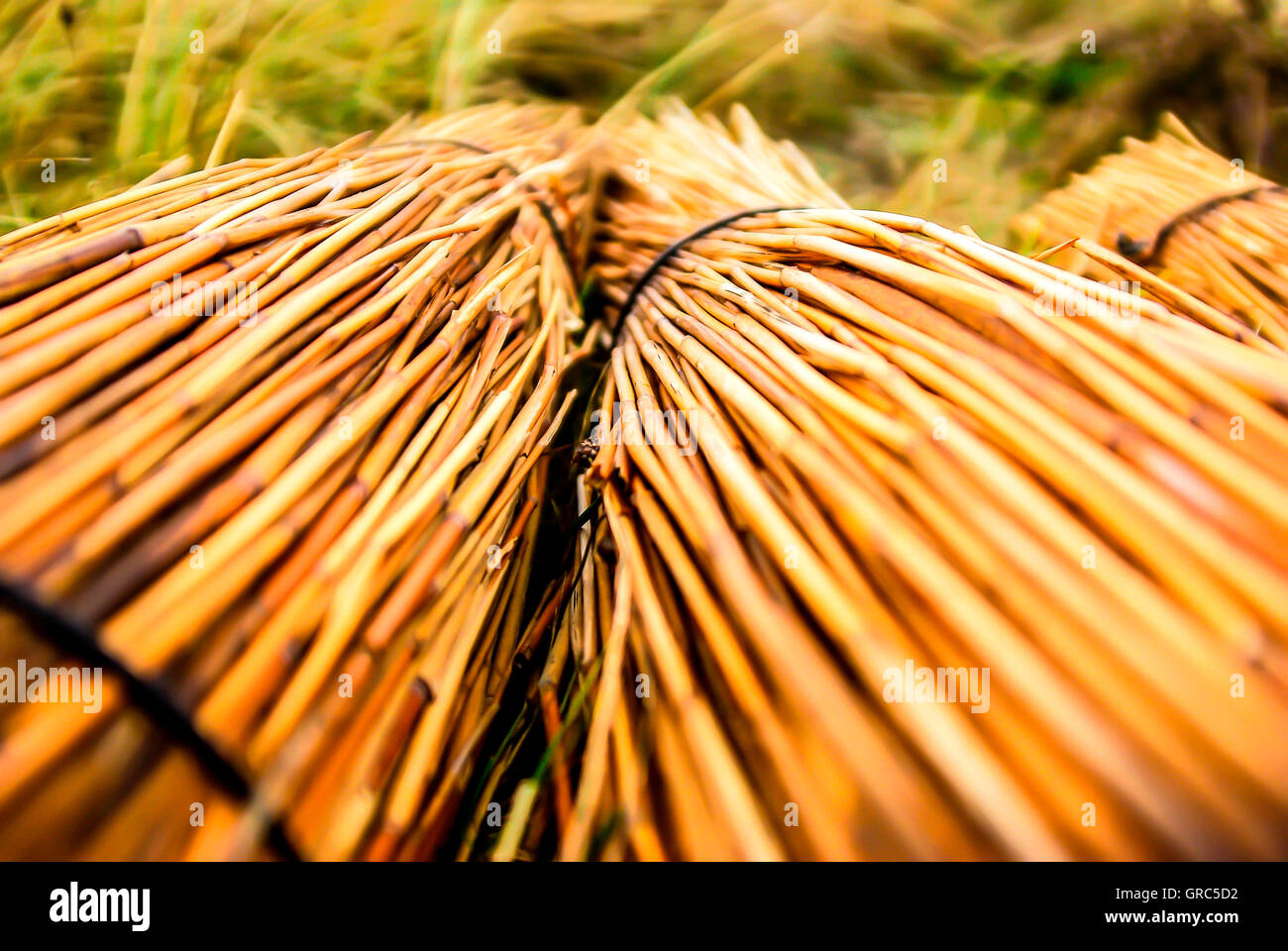 Reed structures hires stock photography and images Alamy