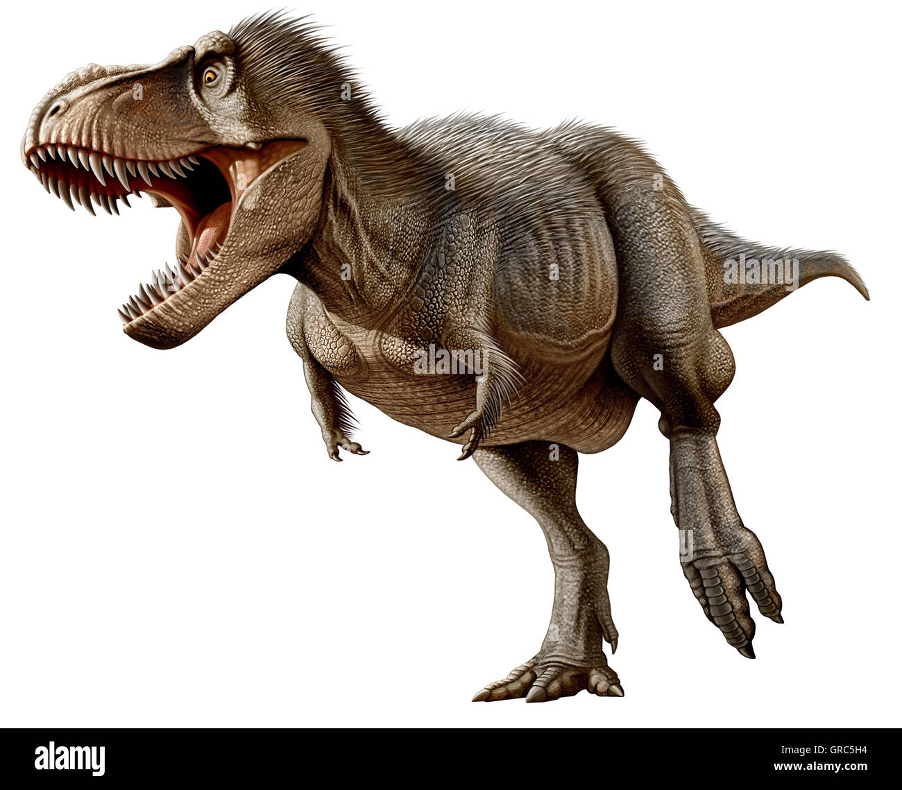 Tyrannosaurus rex is a genus of coelurosaurian theropod dinosaur of the upper Cretaceous Period Stock Photo