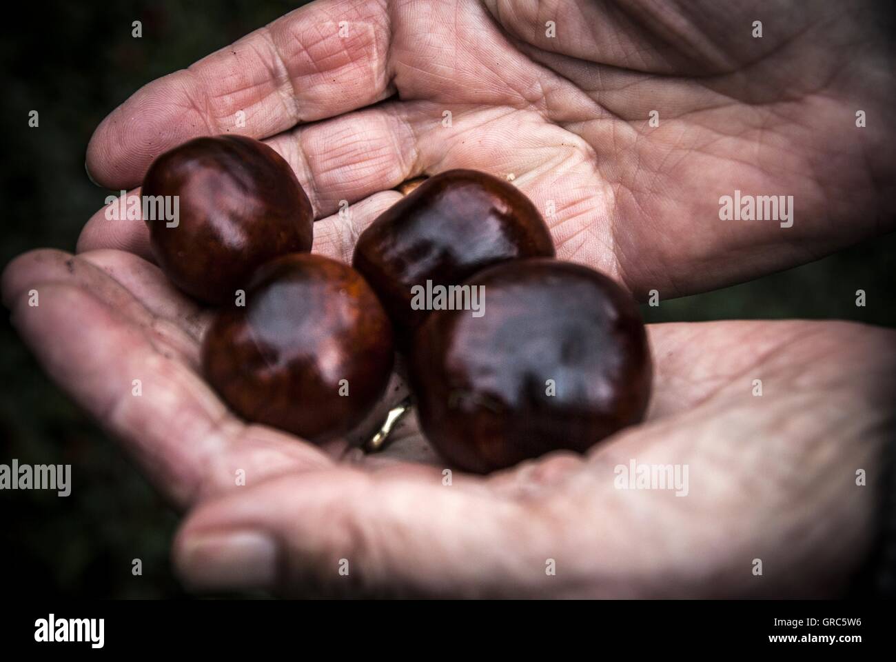 Woman, Hands, Old, Wrinkles, Chestnut Stock Photo