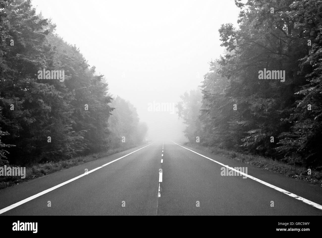 Forest, Trees, Fog, Black, Street, Stock Photo