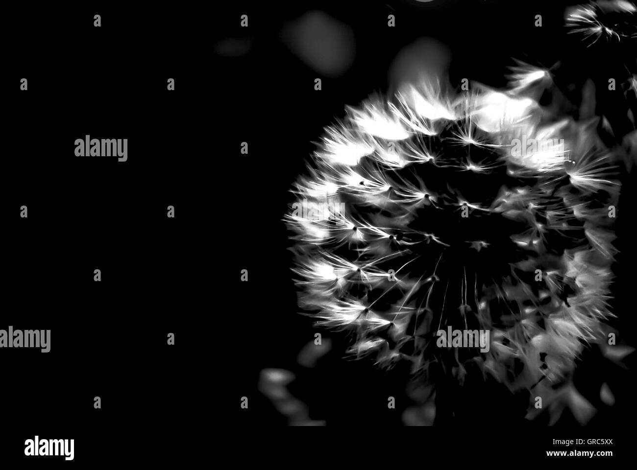 Asteraceae compositae Black and White Stock Photos & Images - Alamy