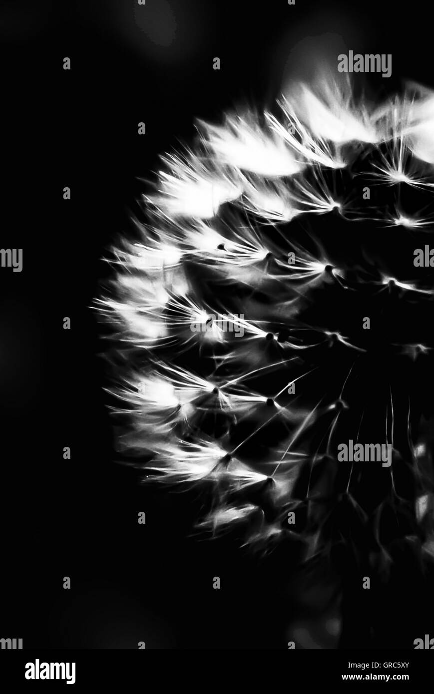 Asteraceae compositae Black and White Stock Photos & Images - Alamy