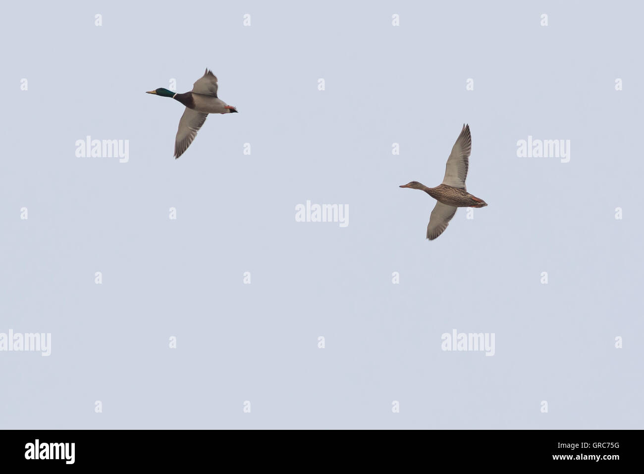 Flying Ducks Stock Photo