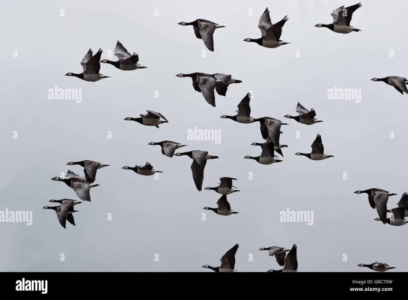 Wild Geese In The Swarm Stock Photo