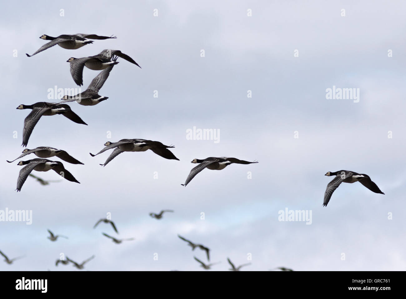 Wild Geese In The Swarm Stock Photo
