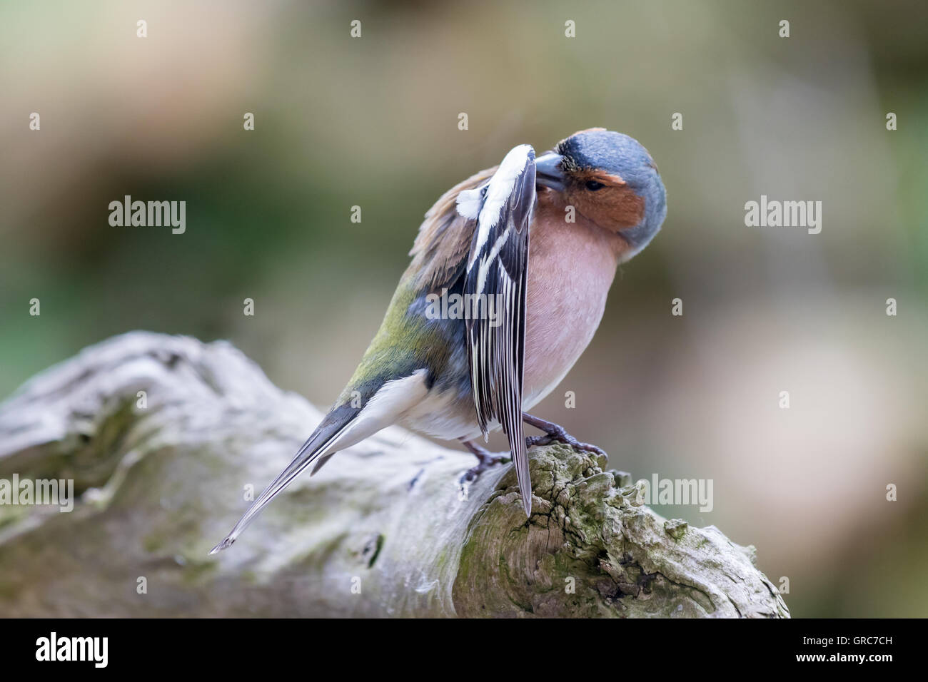 Chaffinch Dressing Up Stock Photo