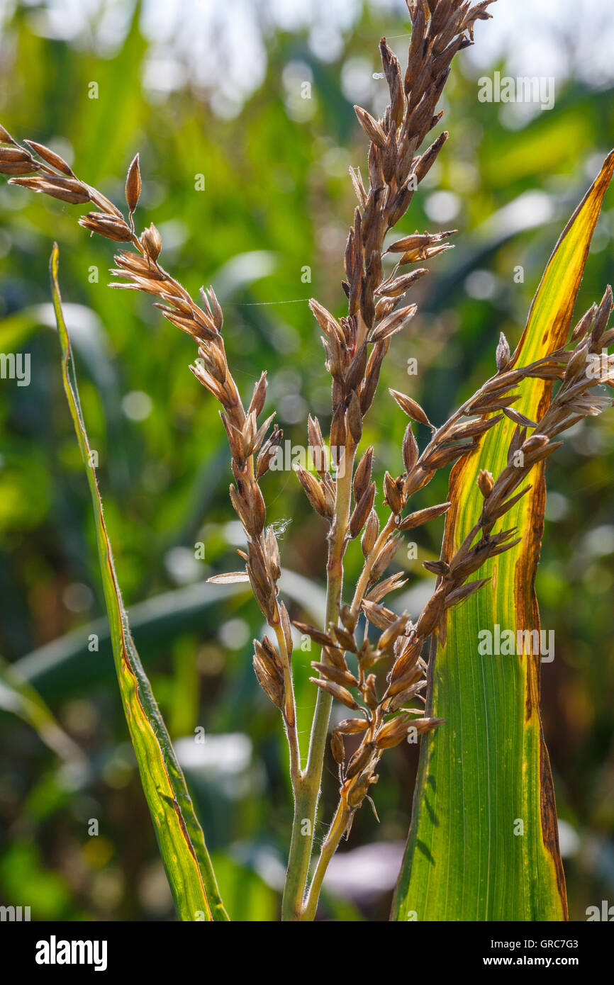 Corn tassel hires stock photography and images Alamy