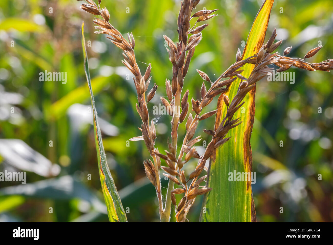 Corn tassel hires stock photography and images Alamy