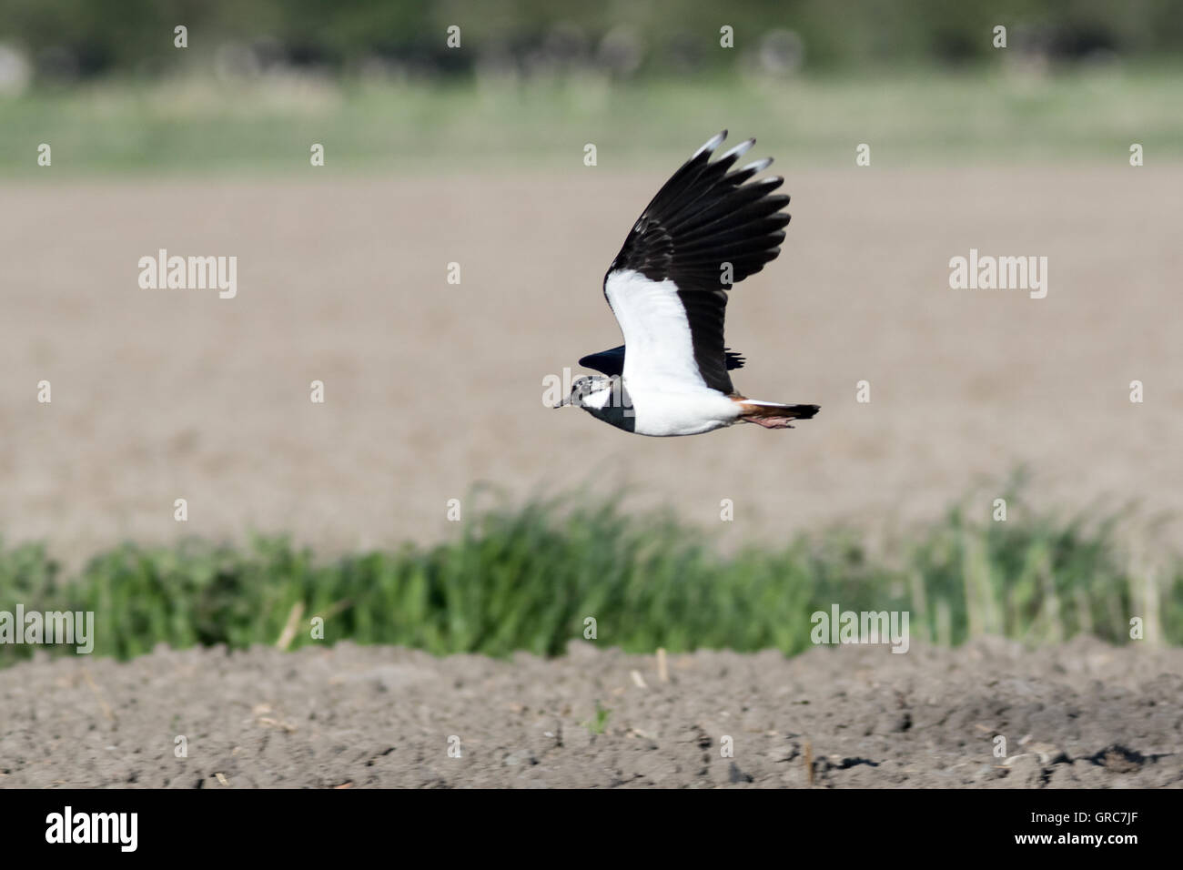 Lapwing In Flight Stock Photo - Alamy