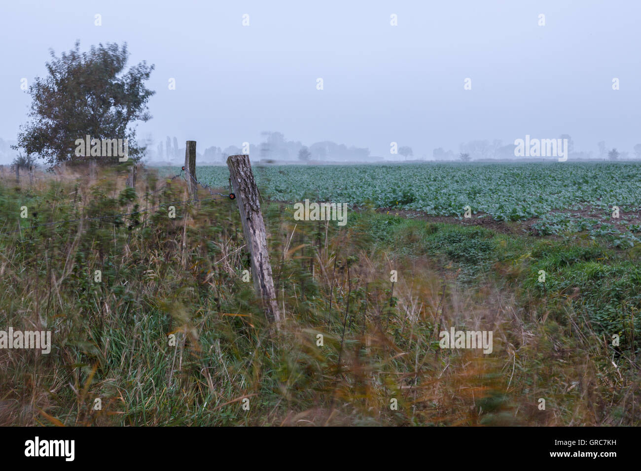 Fog, Wind And Cold In October Stock Photo Alamy