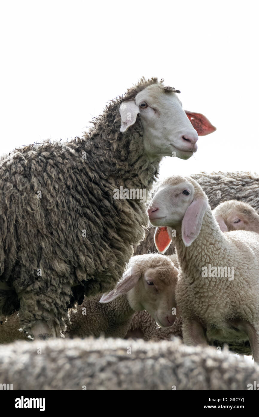 Sheep And Lambs, Single Mom Stock Photo