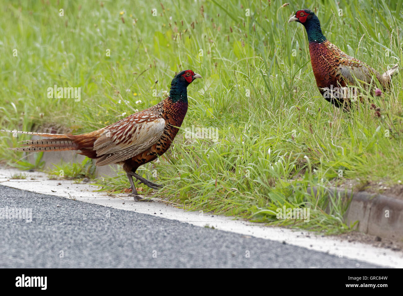 Pheasants At The Roadside Stock Photo