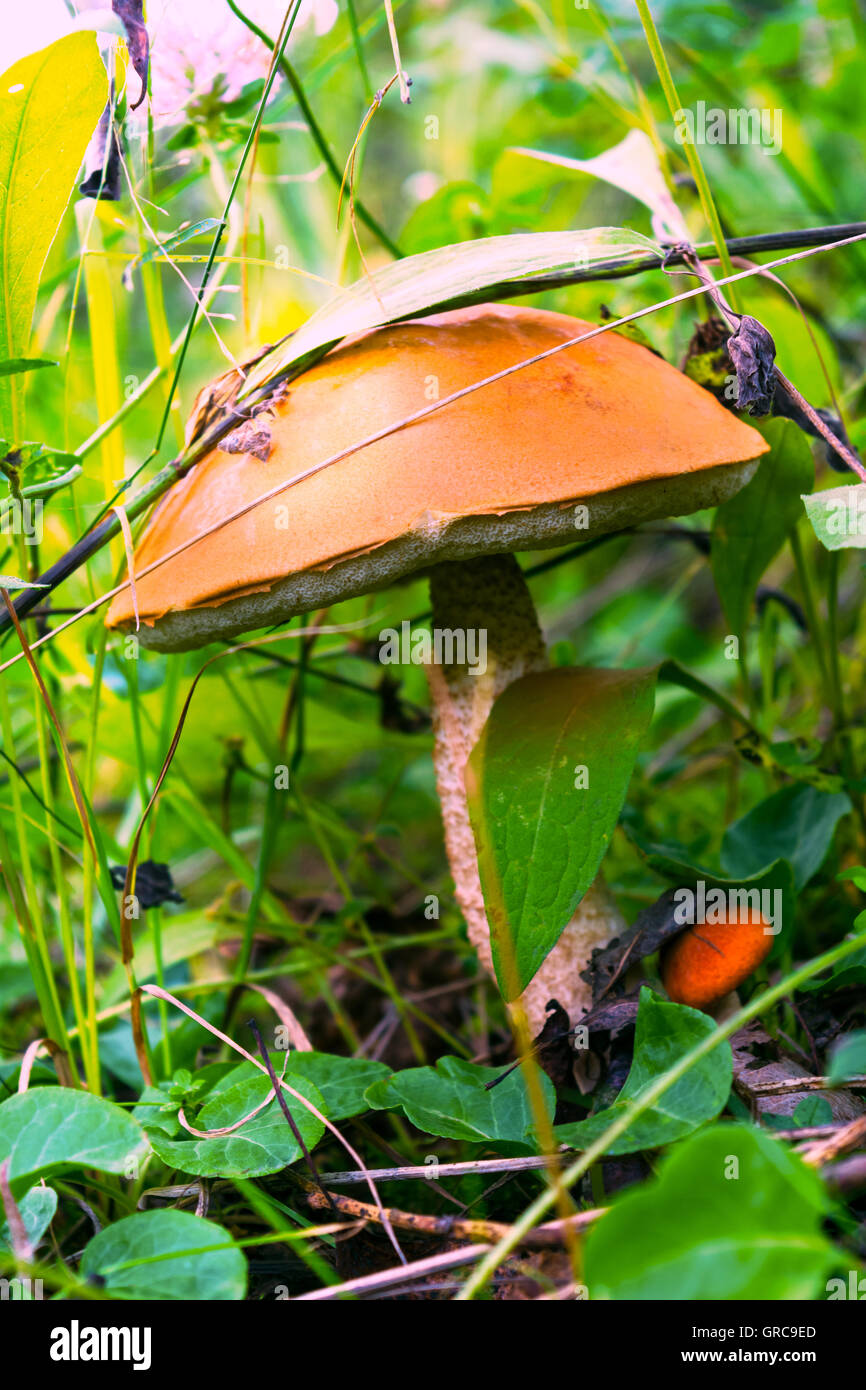Forest picking mushrooms in the green grass.  Edible mushroom picking.  Leccinum scabrum. Stock Photo