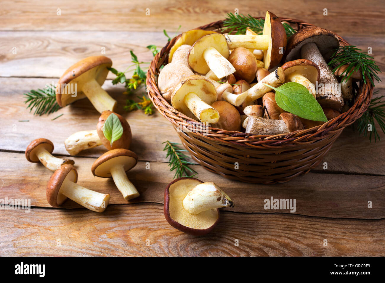 Forest picking mushrooms on the rustic wooden background. Fresh raw mushrooms on the table. Stock Photo