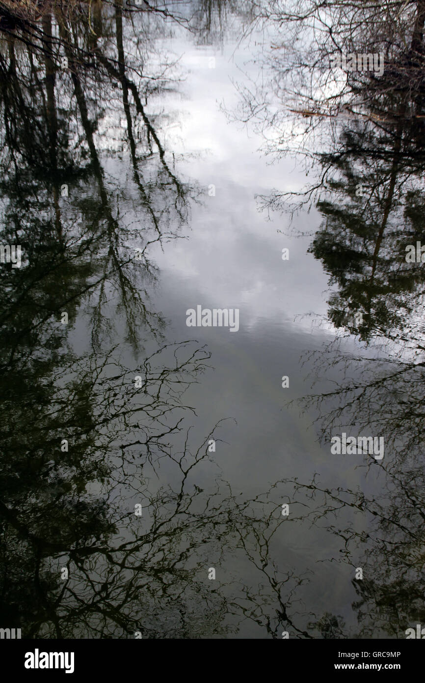 Mystical Branches Stock Photo