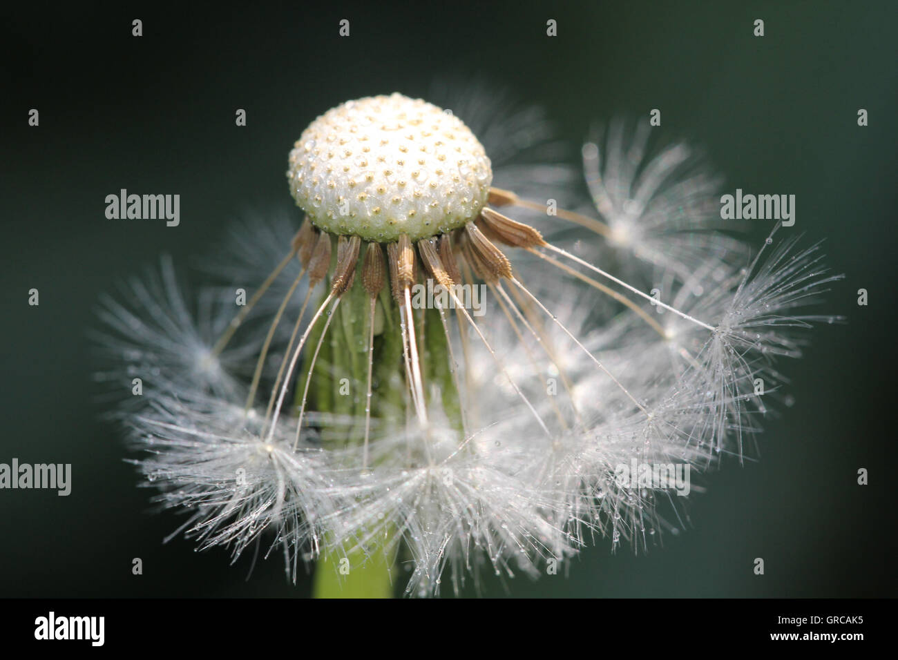 Charming Dandelion As A Featherlight Tutu In Front Of Dark Background Stock Photo