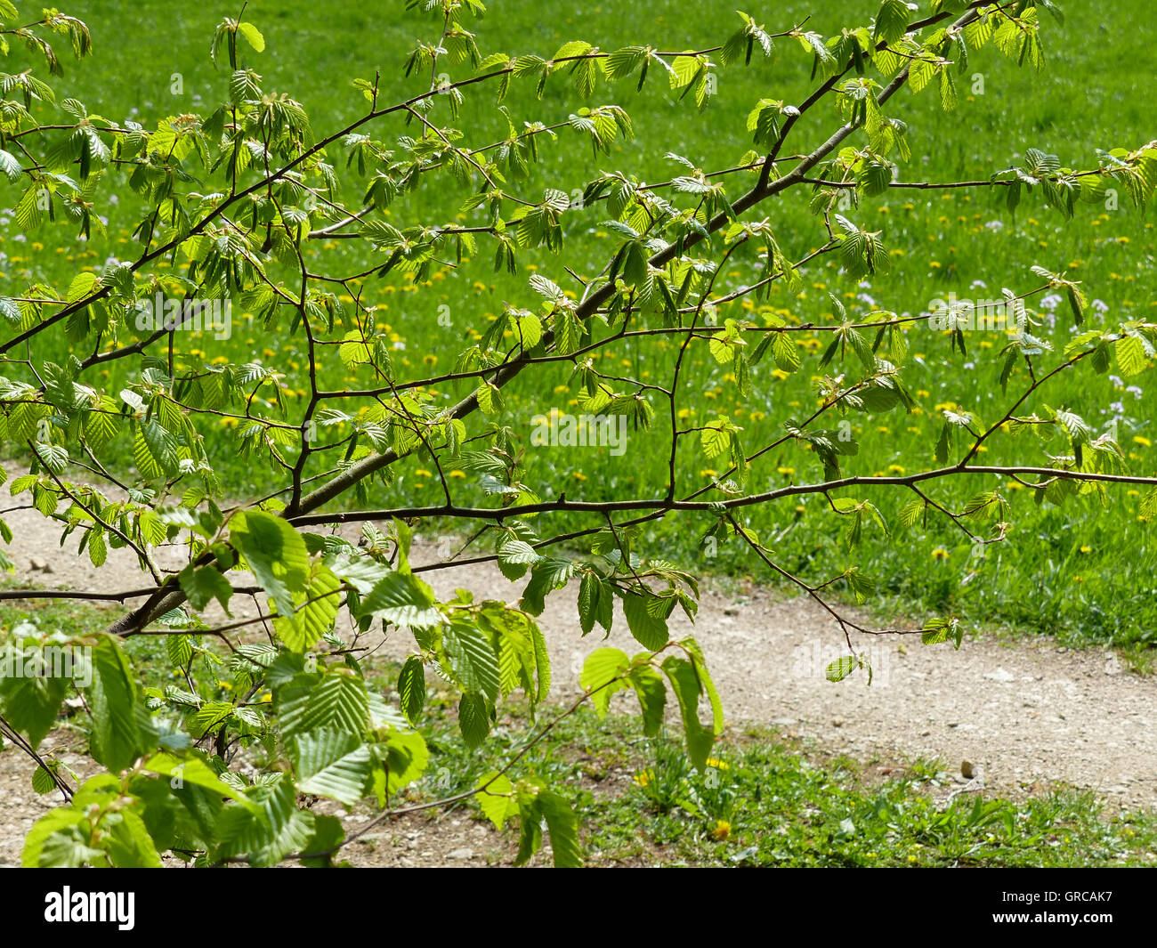 Beech leaves hi-res stock photography and images - Alamy
