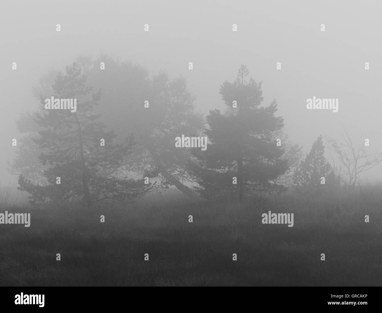 Foggy Mood In The Moor, Hornisgrinde, Black Forest, Baden-Wuerttemberg, Germany, Europe Stock Photo