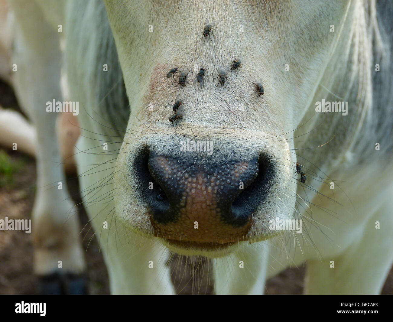 Horse, Snout Of A White Horse With Lots Of Flies Stock Photo