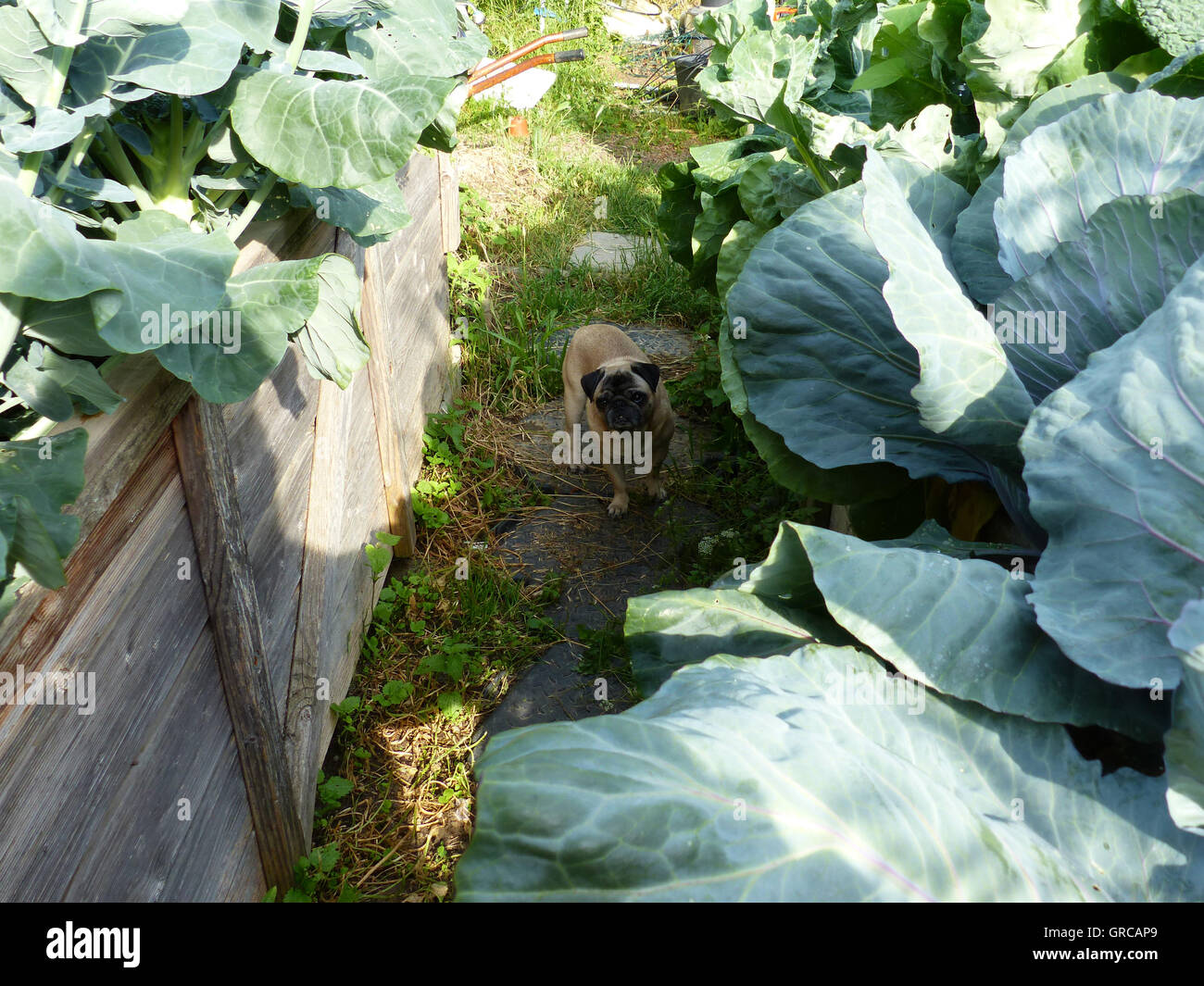Pug Between Two Raised Beds With Cabbage In The Garden Stock Photo
