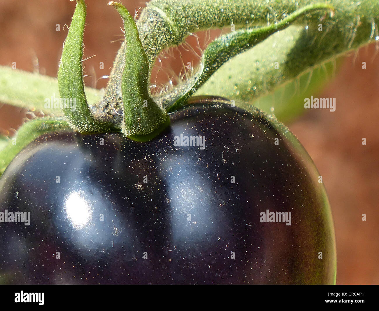 Black tomato hi-res stock photography and images - Alamy