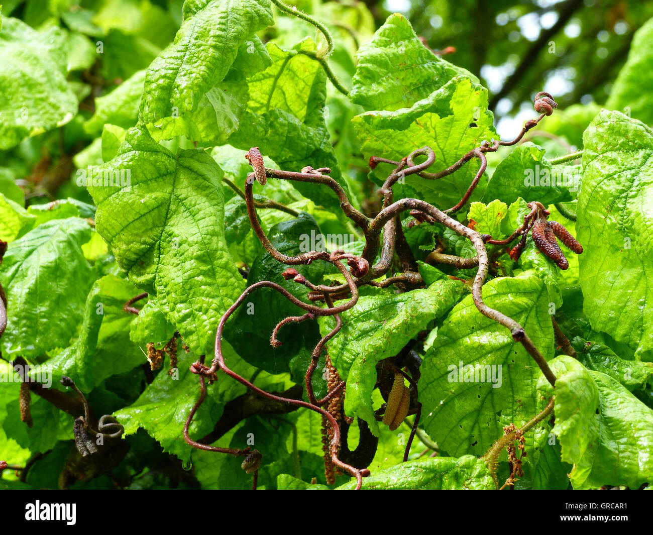 Corkscrew hazel shrub hires stock photography and images Alamy