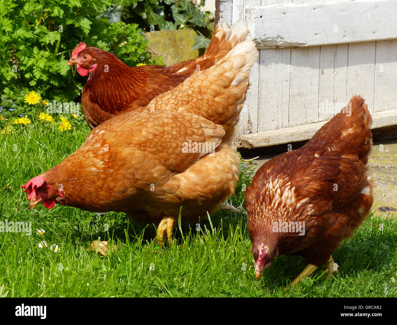 Three Free Range Brown Hens In Chicken Run Stock Photo