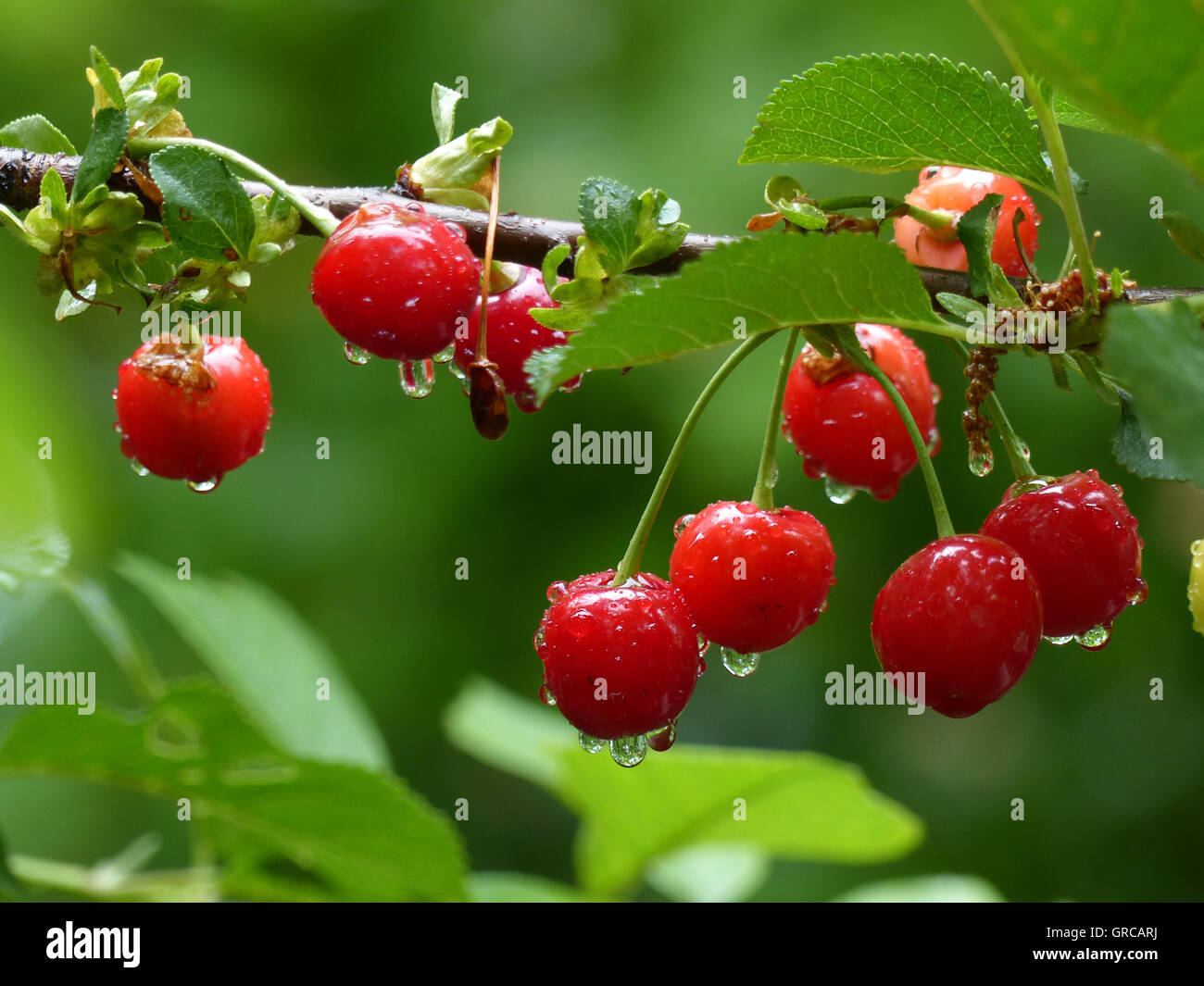 Red Morello Cherries With Drops Of Water, On Cherry Tree Stock Photo