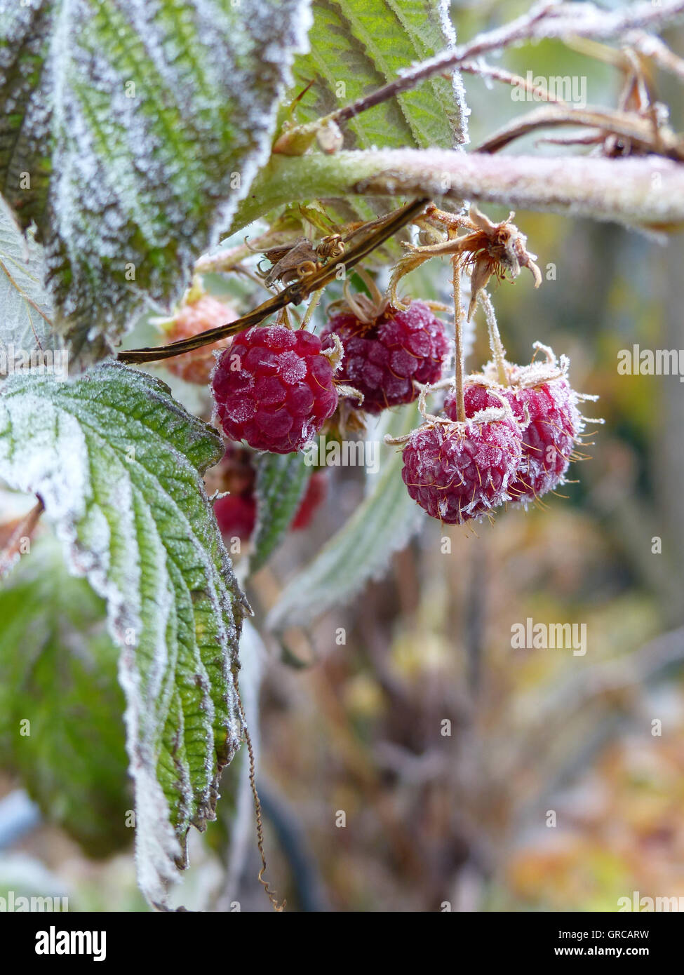 Ice crystals on raspberry bush hires stock photography and images Alamy